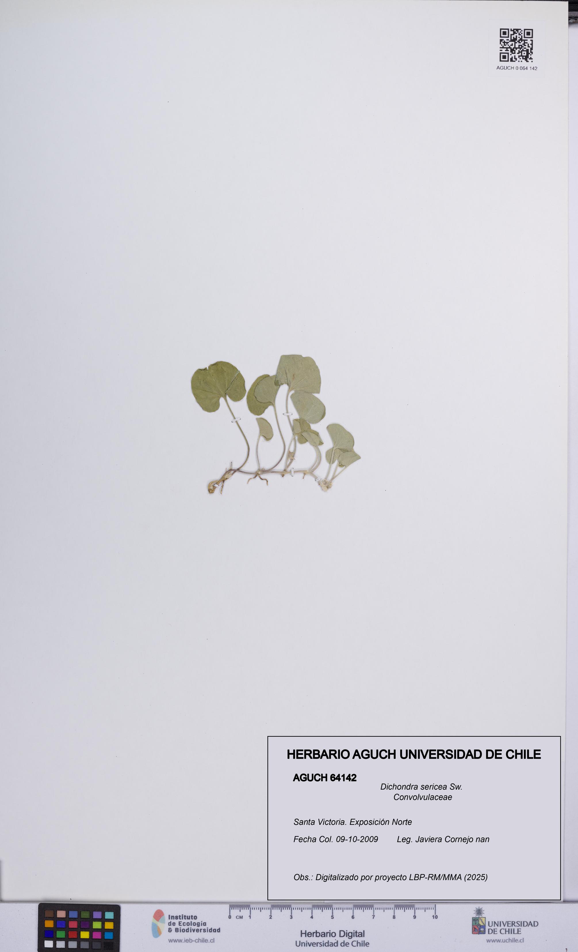 Dichondra sericea [Espécimen: UCH:AGUCH:0064142]