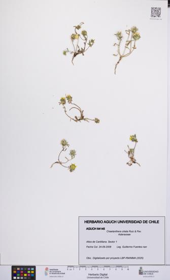 Chaetanthera ciliata [Espécimen: UCH:AGUCH:0064145]