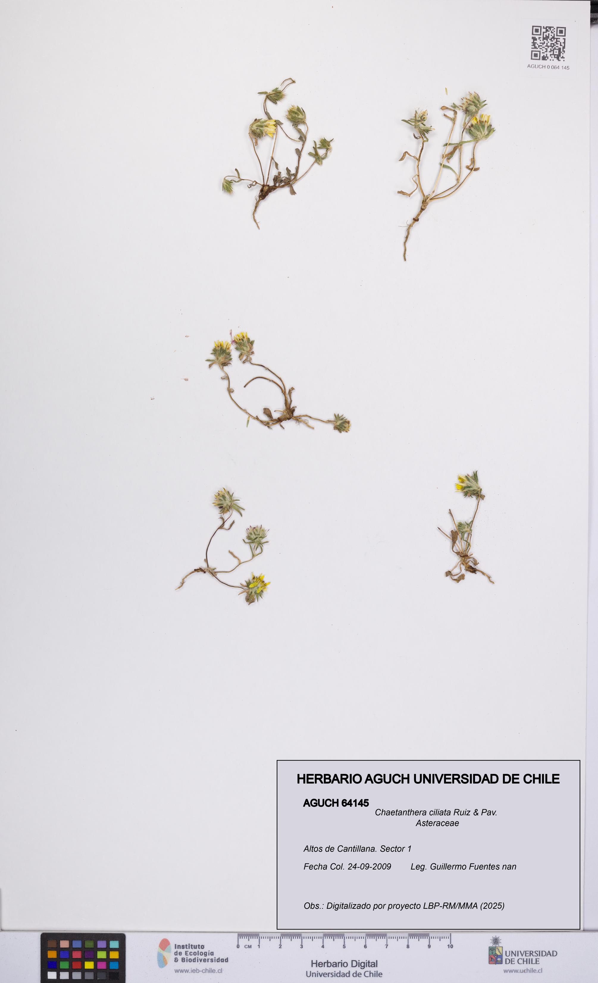 Chaetanthera ciliata [Espécimen: UCH:AGUCH:0064145]