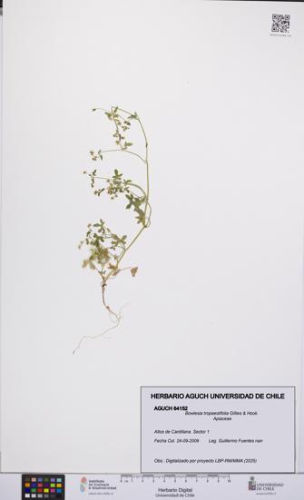 Bowlesia tropaeolifolia [Espécimen: UCH:AGUCH:0064152]