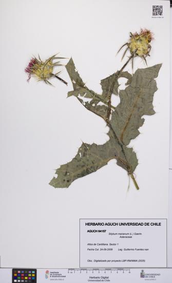 Silybum marianum [Espécimen: UCH:AGUCH:0064157]