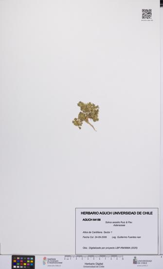 Soliva sessilis [Espécimen: UCH:AGUCH:0064158]