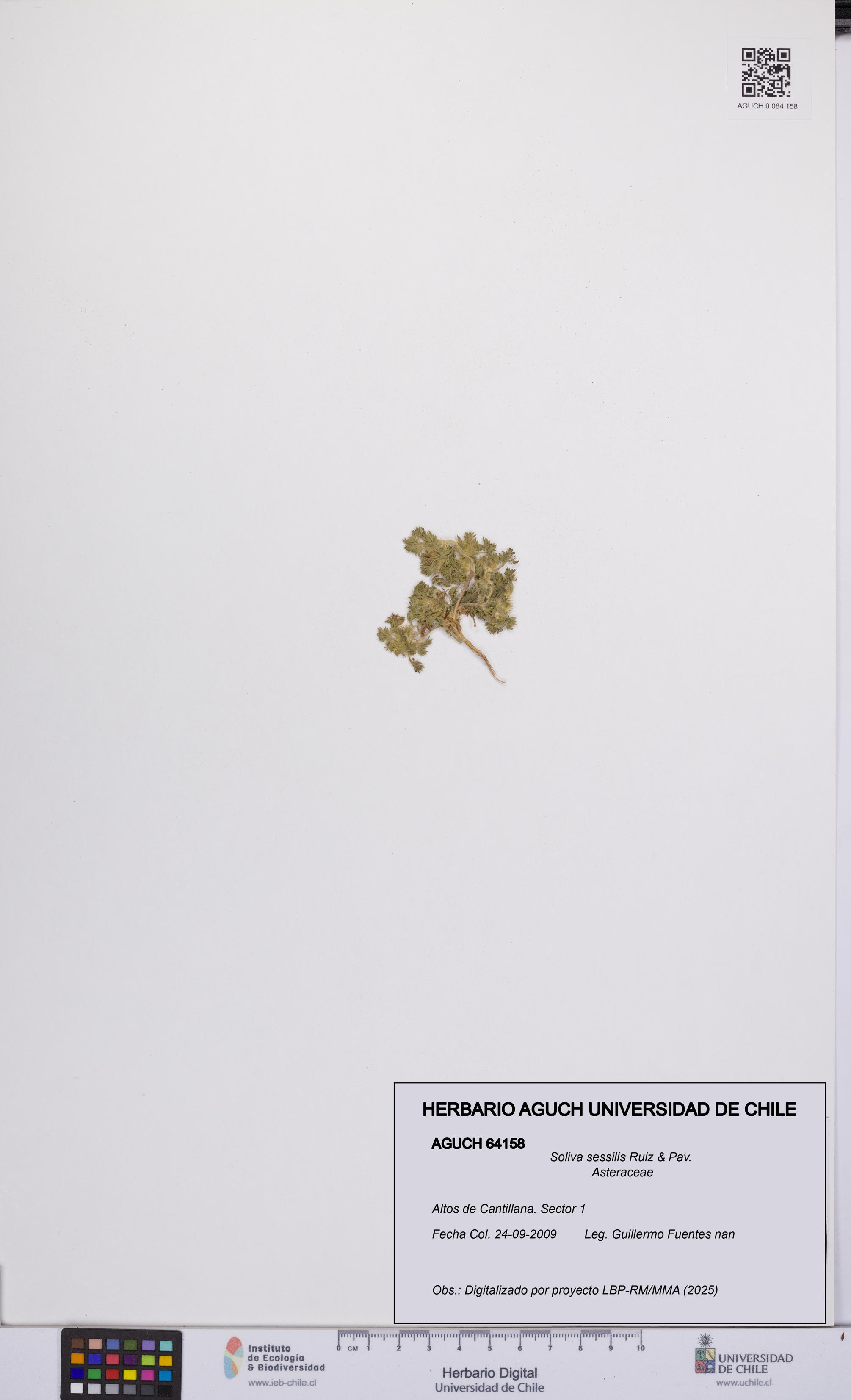 Soliva sessilis [Espécimen: UCH:AGUCH:0064158]