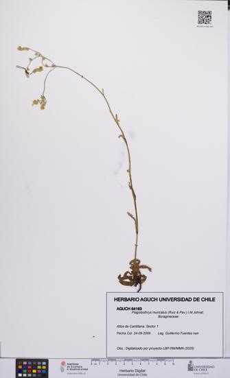 Plagiobothrys muricatus [Espécimen: ]