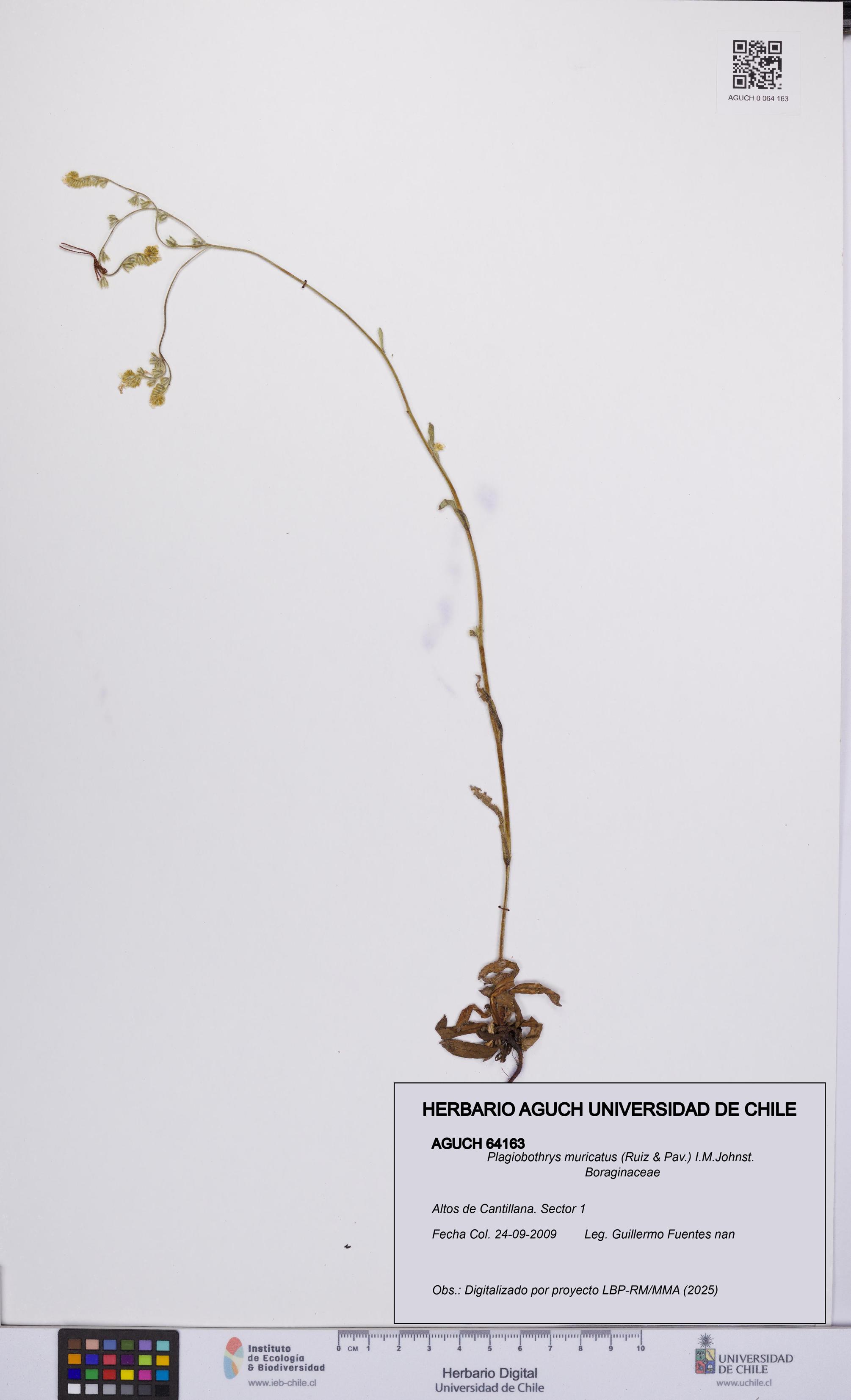 Plagiobothrys muricatus [Espécimen: ]