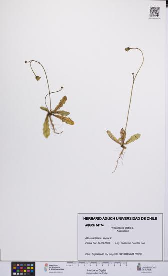Hypochaeris glabra [Espécimen: UCH:AGUCH:0064174]