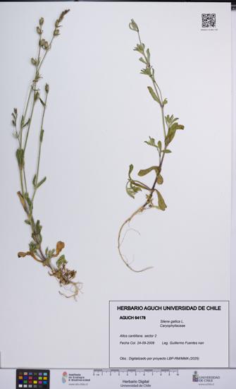 Silene gallica [Espécimen: UCH:AGUCH:0064178]