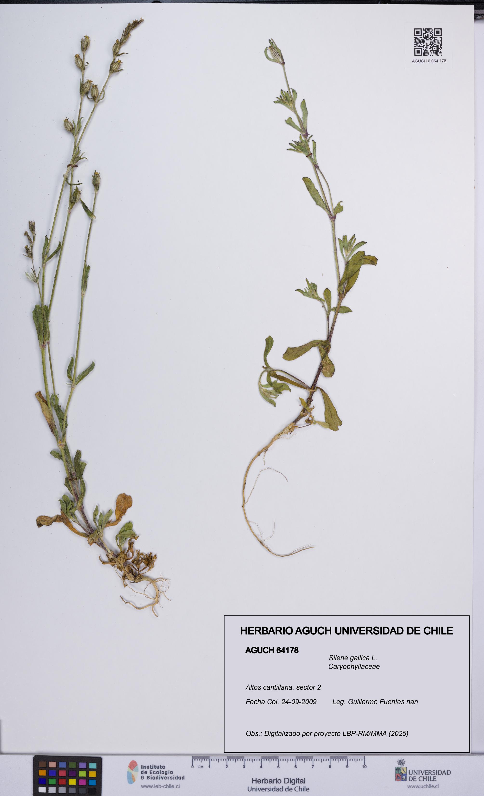 Silene gallica [Espécimen: UCH:AGUCH:0064178]
