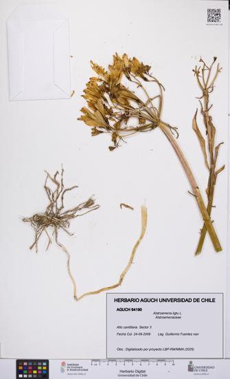 Alstroemeria ligtu [Espécimen: UCH:AGUCH:0064190]