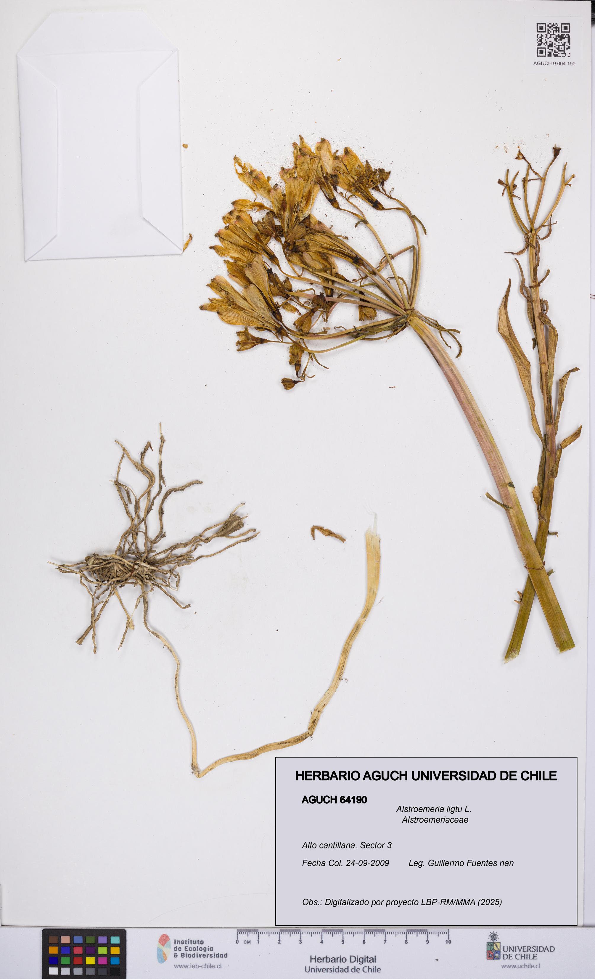 Alstroemeria ligtu [Espécimen: UCH:AGUCH:0064190]