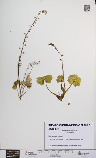Tetilla hydrocotylifolia [Espécimen: UCH:AGUCH:0064191]