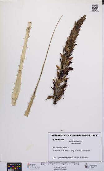 Puya coerulea [Espécimen: UCH:AGUCH:0064194]