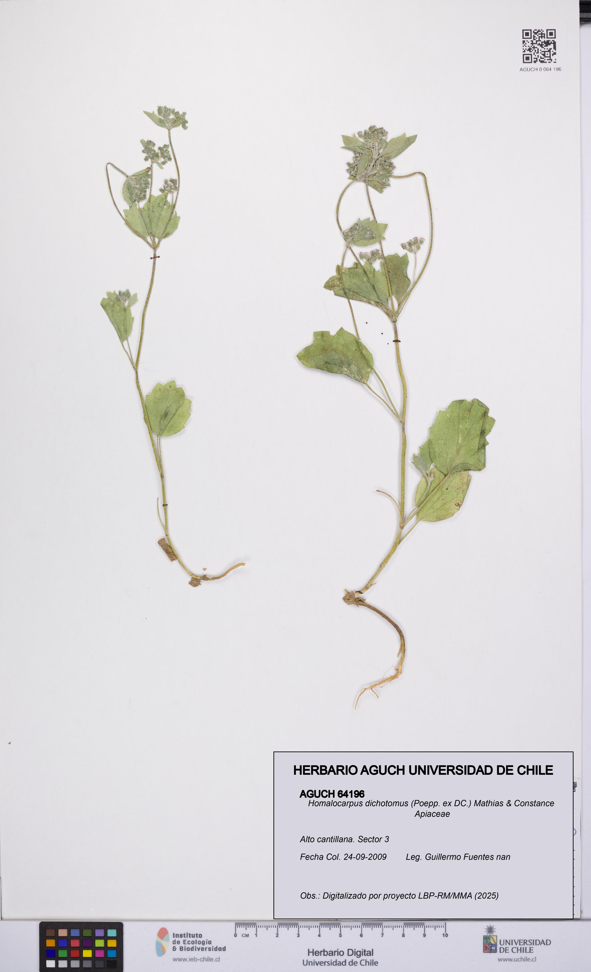 Homalocarpus dichotomus [Espécimen: UCH:AGUCH:0064196]