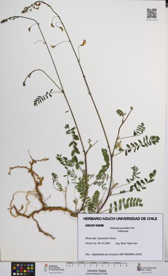 Adesmia parvifolia [Espécimen: UCH:AGUCH:0064206]