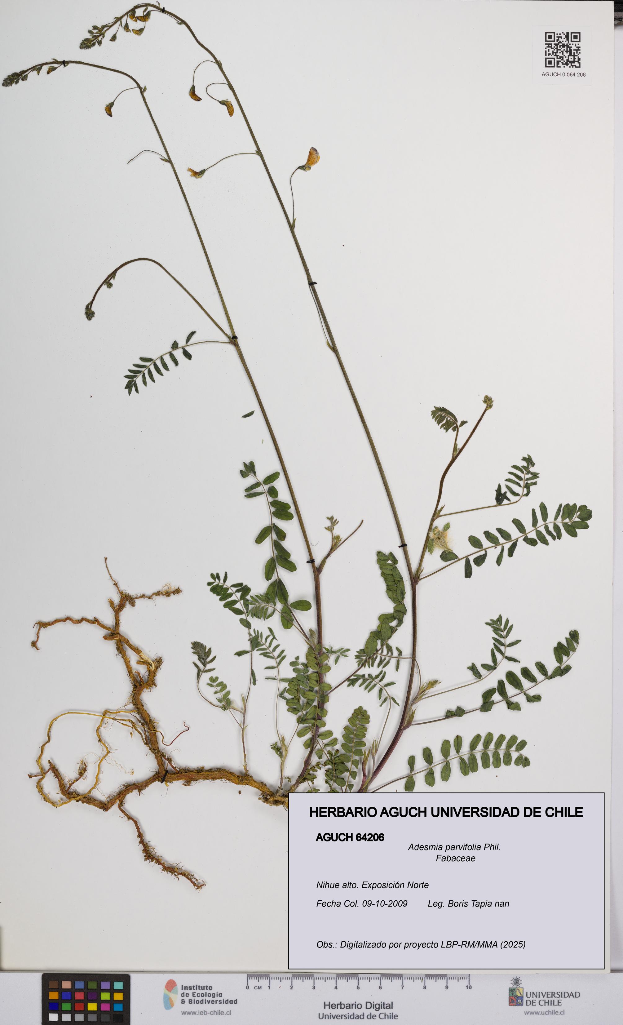 Adesmia parvifolia [Espécimen: UCH:AGUCH:0064206]