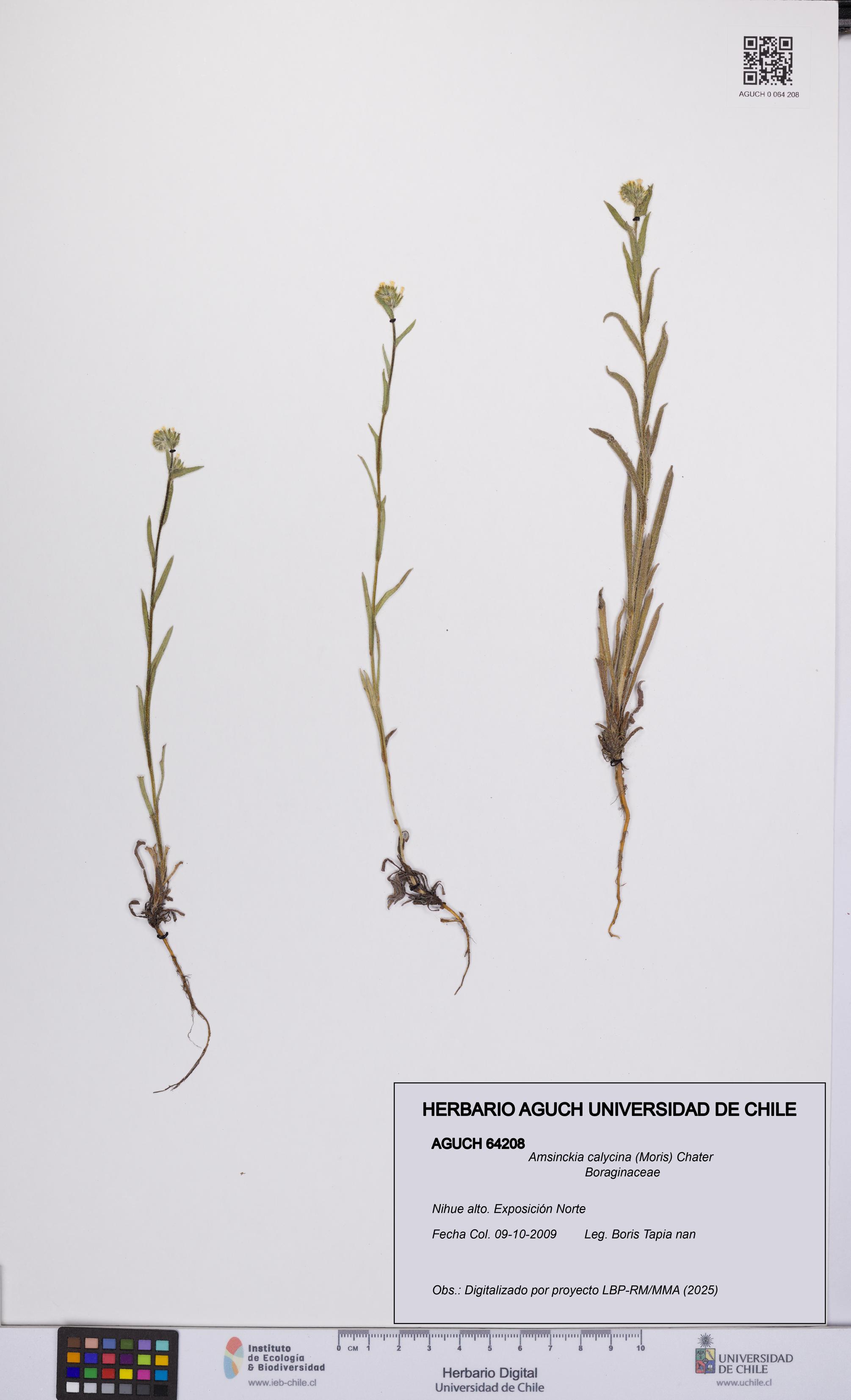 Amsinckia calycina [Espécimen: UCH:AGUCH:0064208]