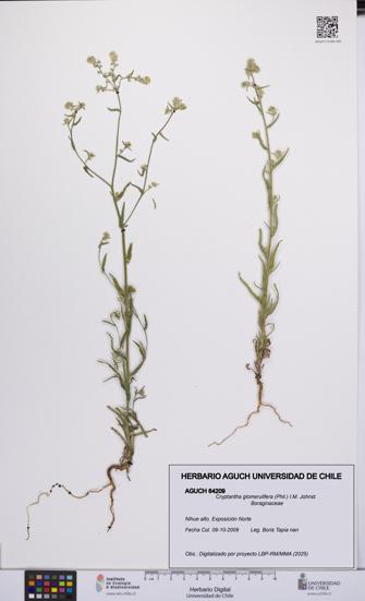 Cryptantha glomerulifera [Espécimen: UCH:AGUCH:0064209]