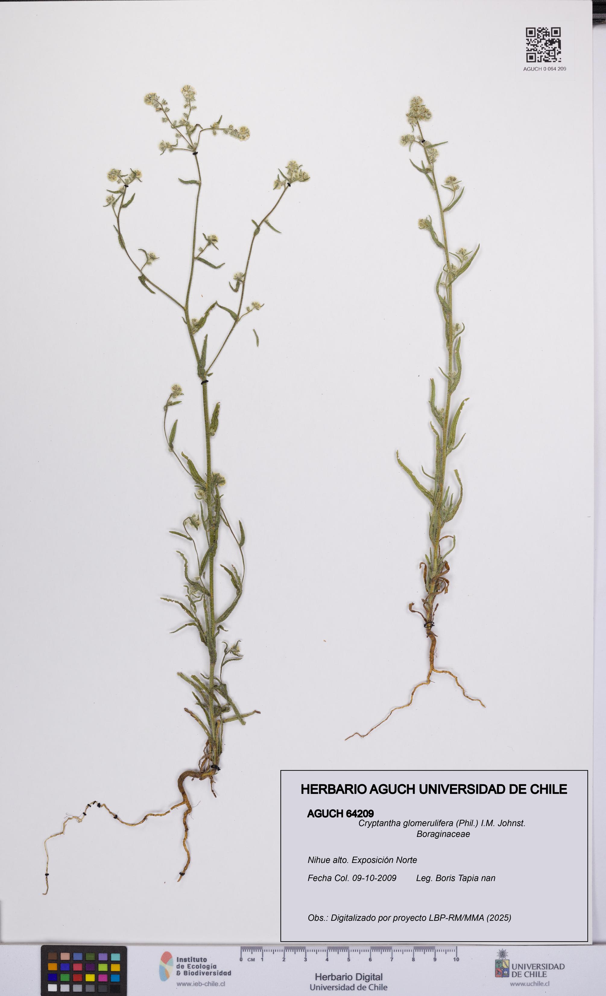 Cryptantha glomerulifera [Espécimen: UCH:AGUCH:0064209]