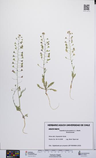 Capsella bursa-pastoris [Espécimen: UCH:AGUCH:0064210]