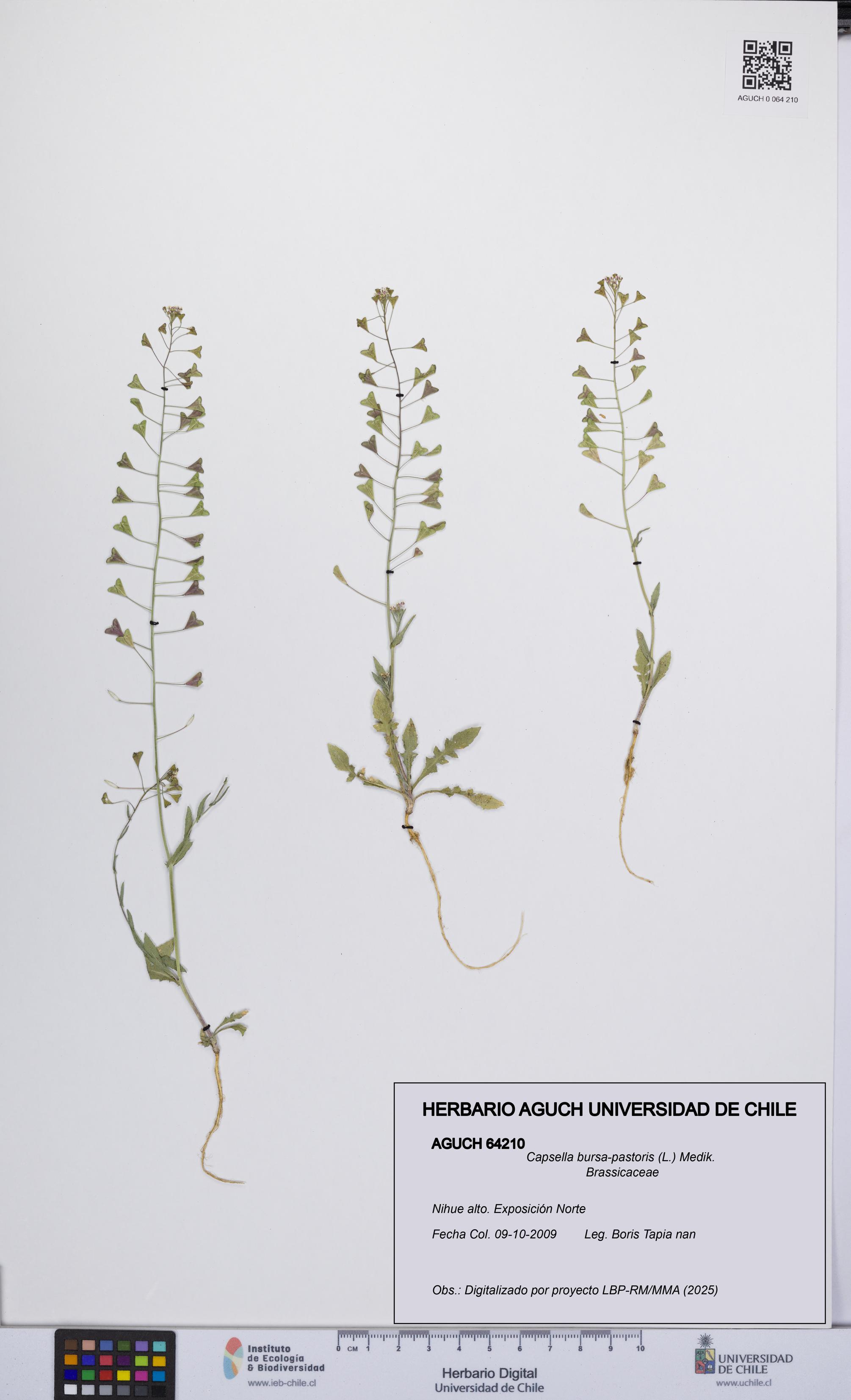 Capsella bursa-pastoris [Espécimen: UCH:AGUCH:0064210]