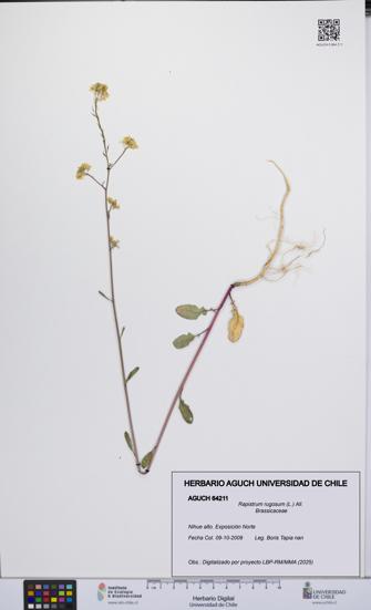 Rapistrum rugosum [Espécimen: UCH:AGUCH:0064211]