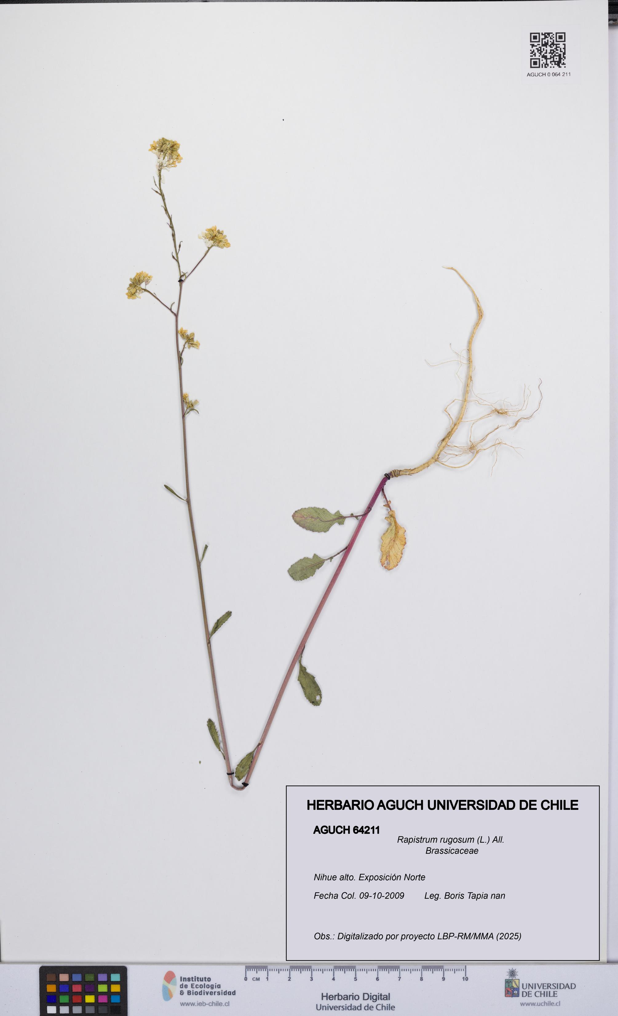 Rapistrum rugosum [Espécimen: UCH:AGUCH:0064211]