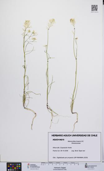 Menonvillea linearis [Espécimen: UCH:AGUCH:0064213]