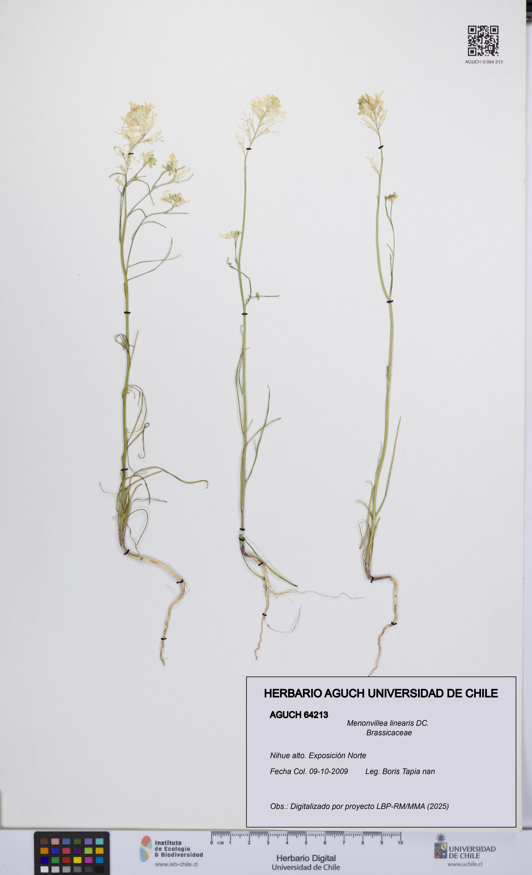 Menonvillea linearis [Espécimen: UCH:AGUCH:0064213]
