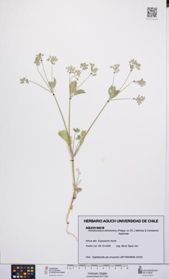 Homalocarpus dichotomus [Espécimen: UCH:AGUCH:0064218]