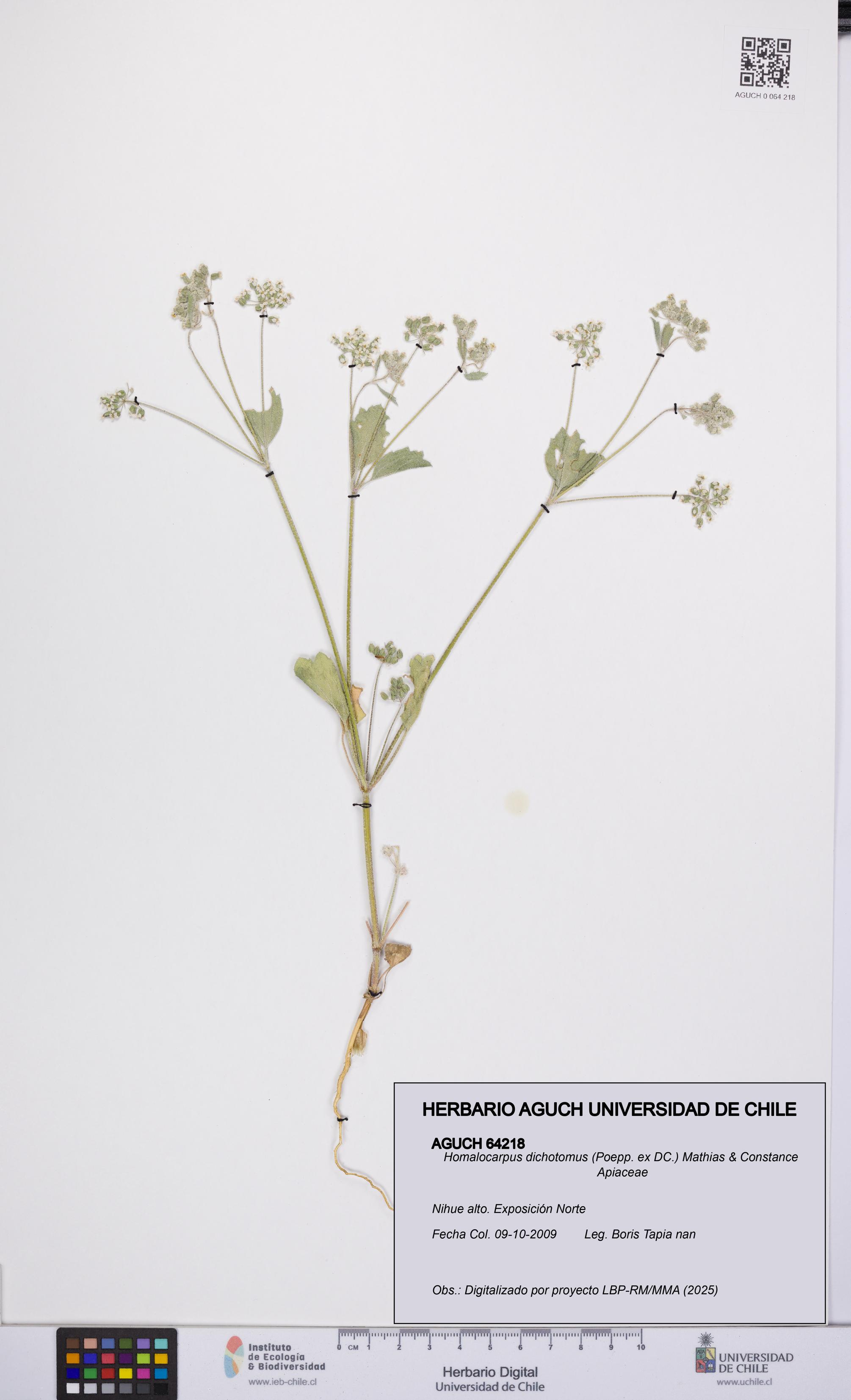 Homalocarpus dichotomus [Espécimen: UCH:AGUCH:0064218]