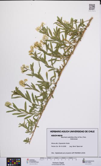 Baccharis salicifolia [Espécimen: UCH:AGUCH:0064219]