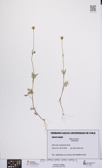 Bidens pilosa [Espécimen: UCH:AGUCH:0064220]