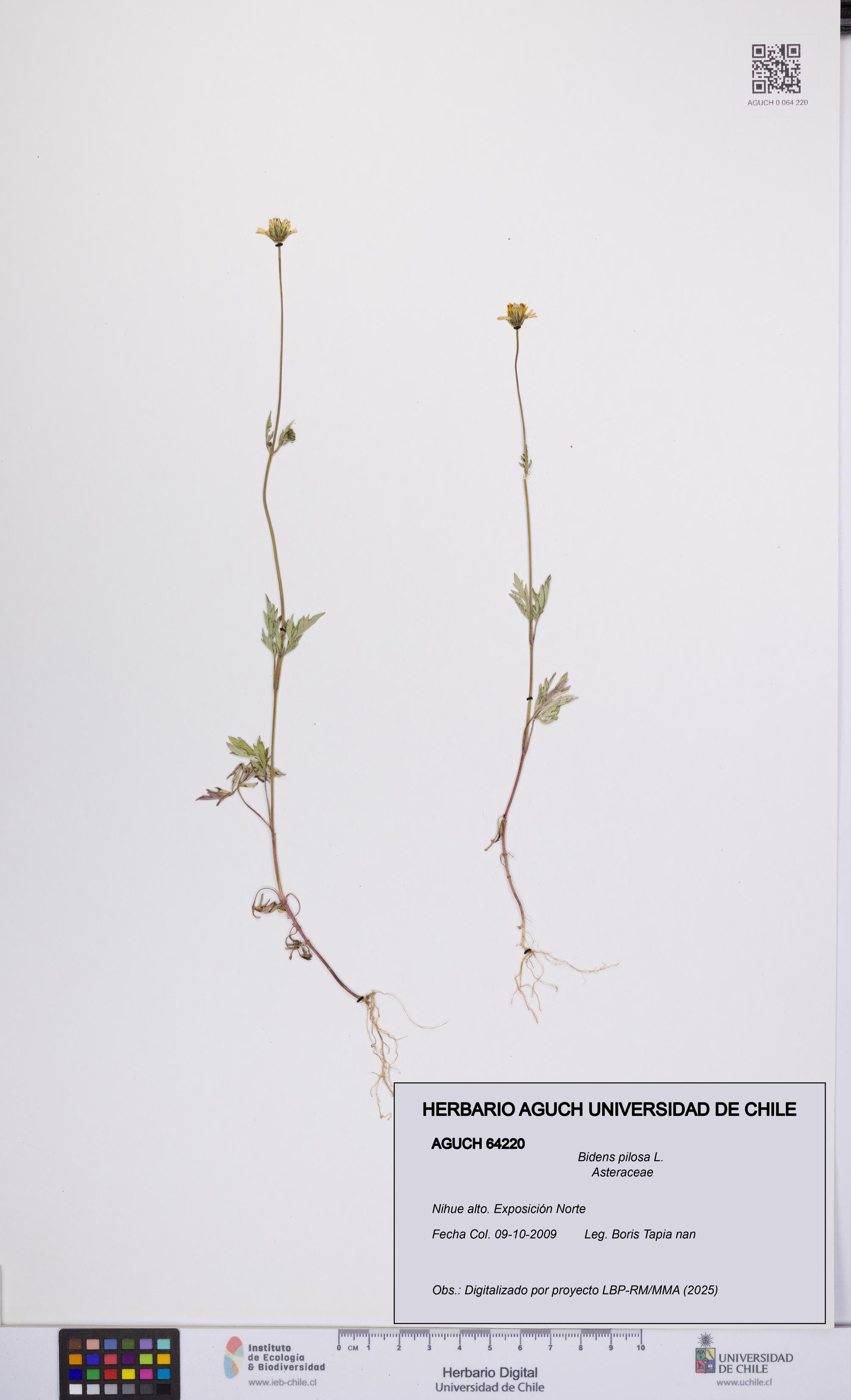Bidens pilosa [Espécimen: UCH:AGUCH:0064220]