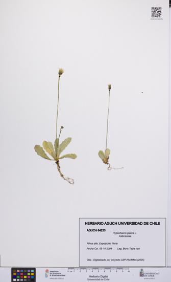 Hypochaeris glabra [Espécimen: UCH:AGUCH:0064223]