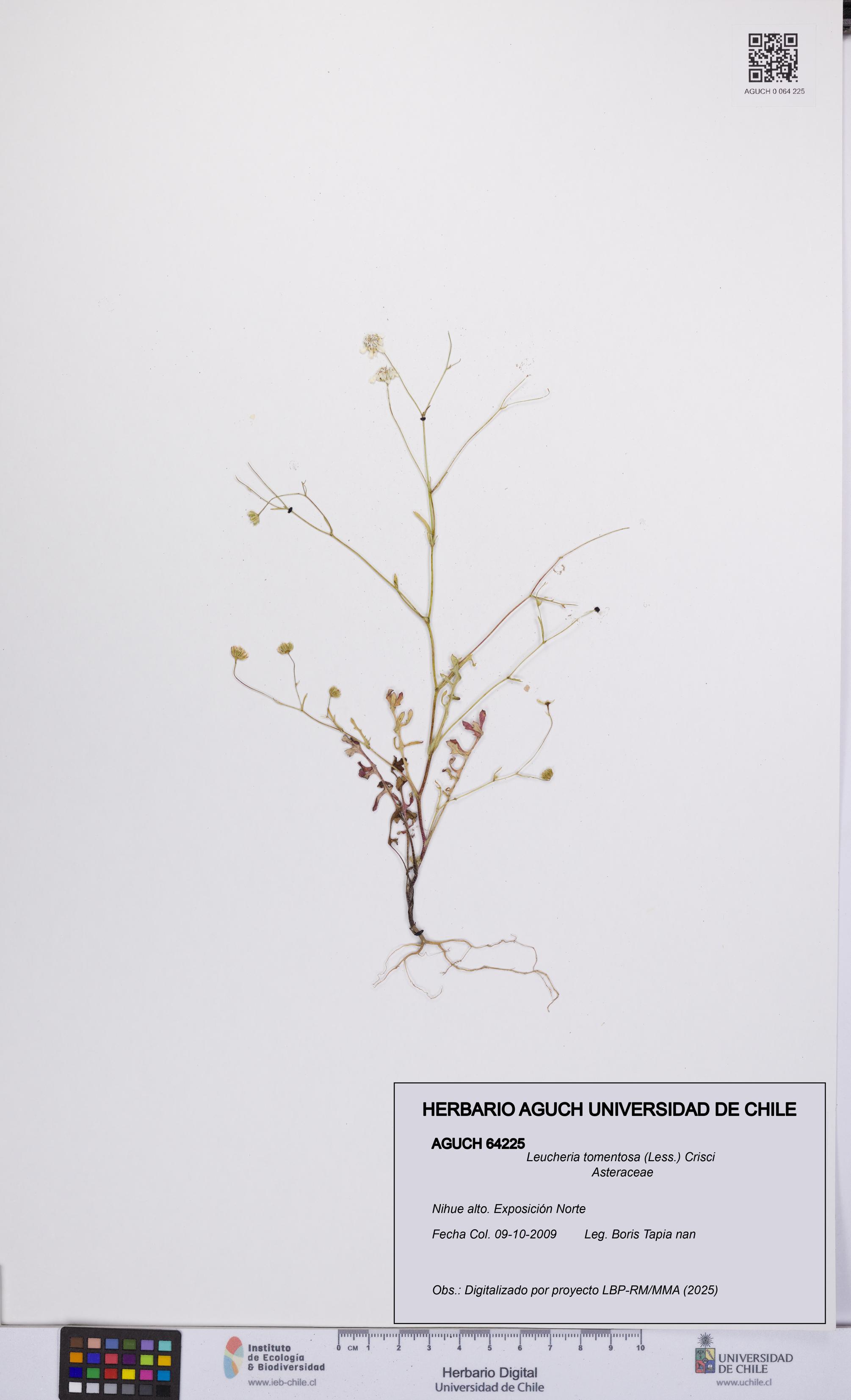 Leucheria tomentosa [Espécimen: UCH:AGUCH:0064225]