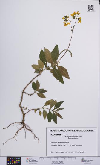 Calceolaria ascendens [Espécimen: UCH:AGUCH:0064231]