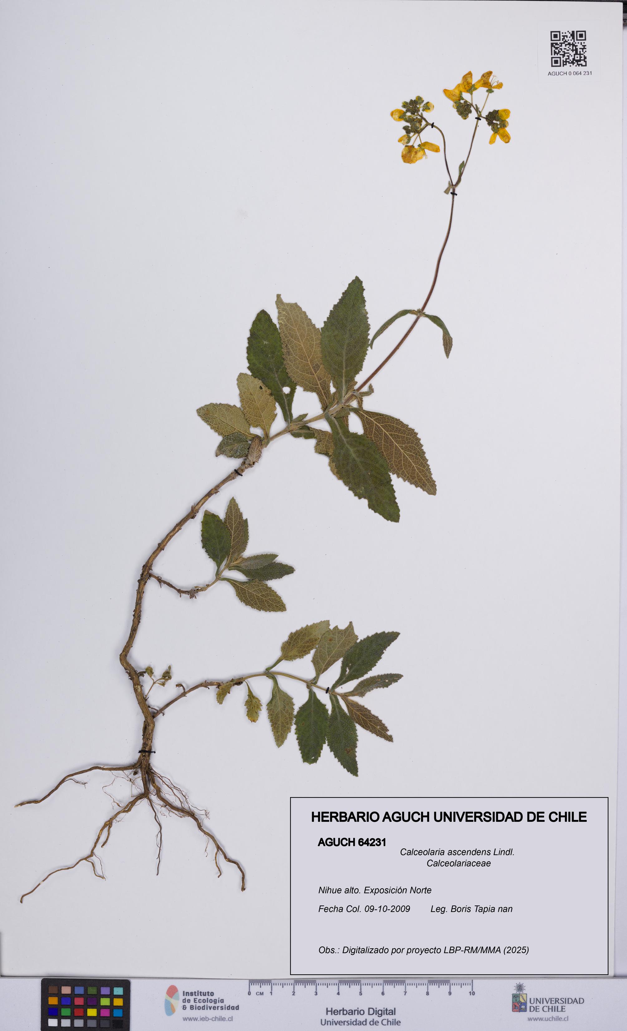 Calceolaria ascendens [Espécimen: UCH:AGUCH:0064231]