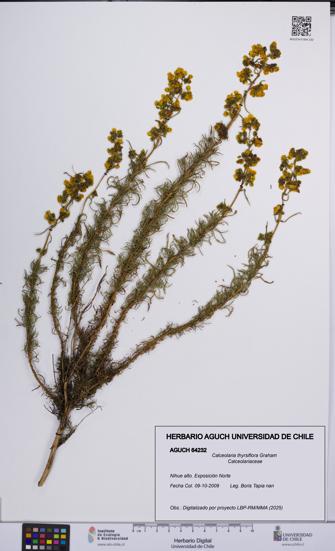Calceolaria thyrsiflora [Espécimen: UCH:AGUCH:0064232]