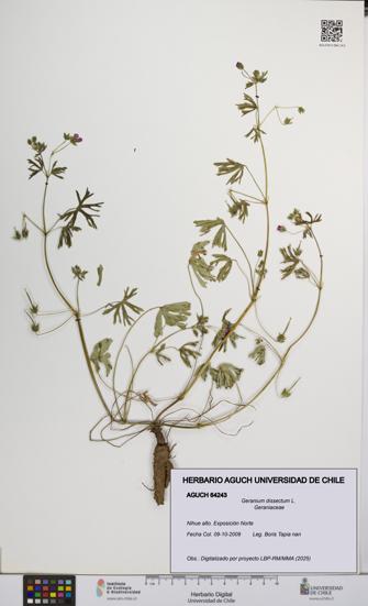 Geranium dissectum [Espécimen: UCH:AGUCH:0064243]