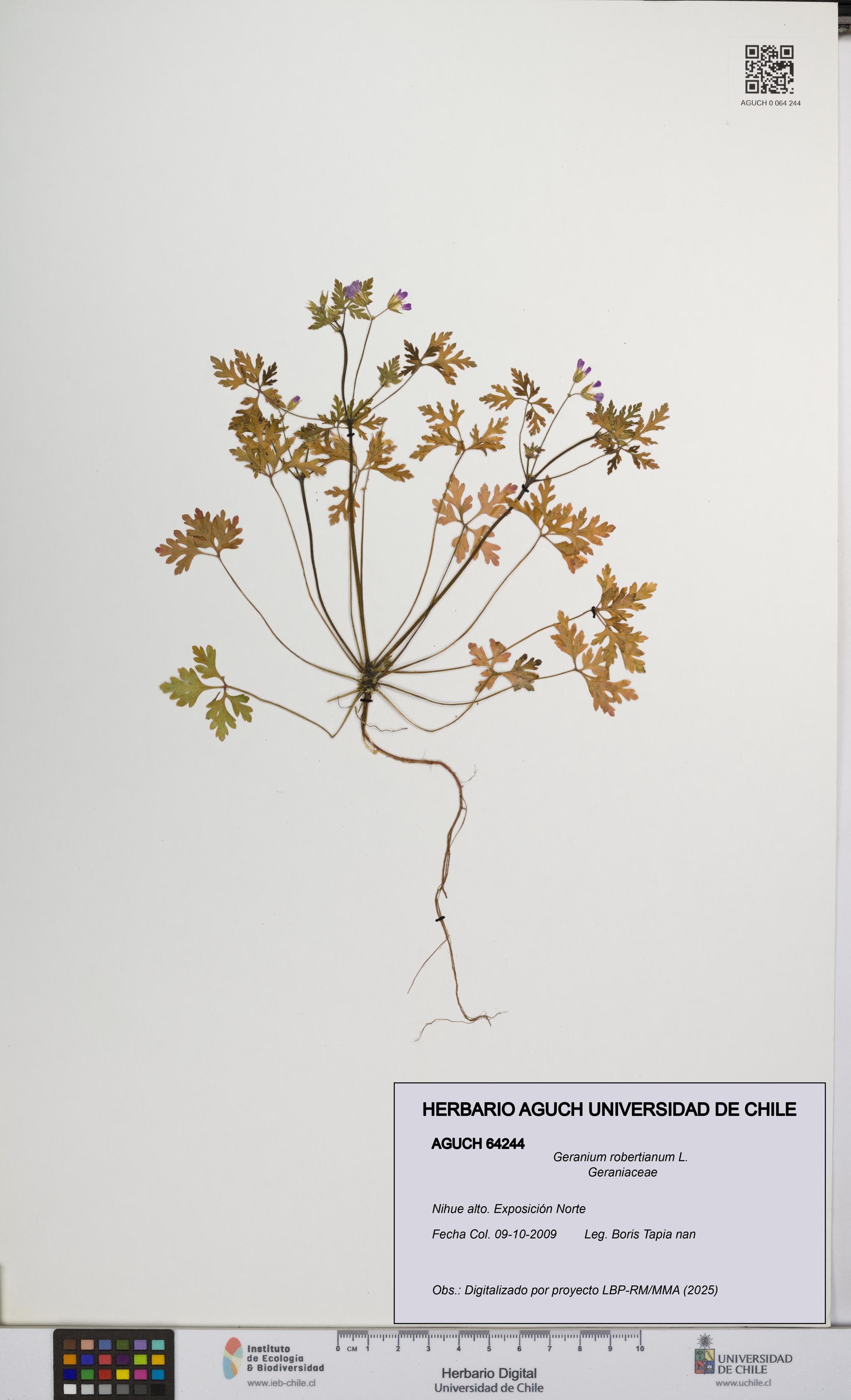 Geranium robertianum [Espécimen: UCH:AGUCH:0064244]
