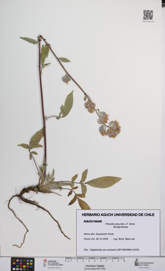Phacelia secunda [Espécimen: UCH:AGUCH:0064245]