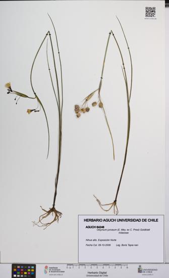 Olsynium junceum [Espécimen: UCH:AGUCH:0064246]