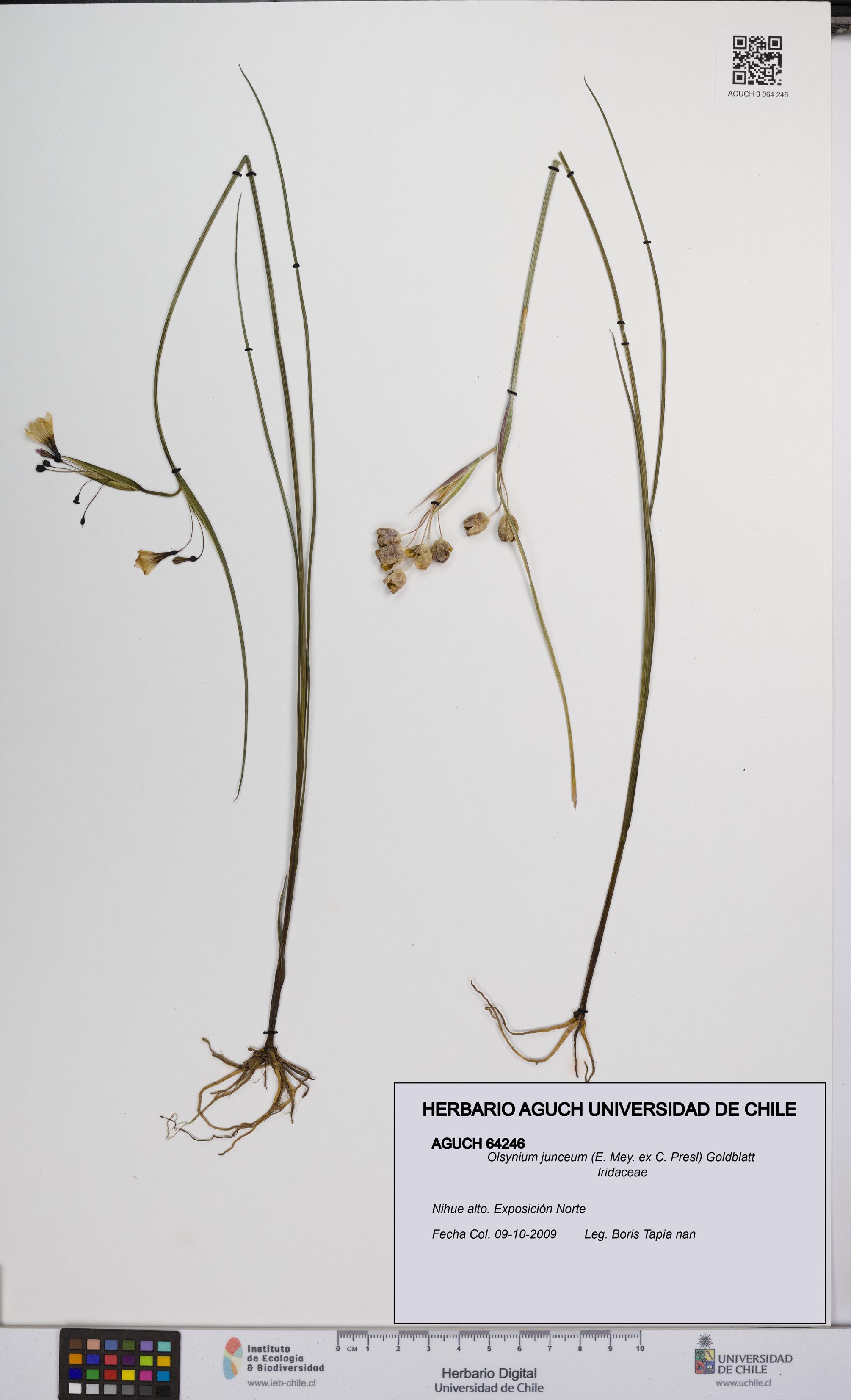 Olsynium junceum [Espécimen: UCH:AGUCH:0064246]