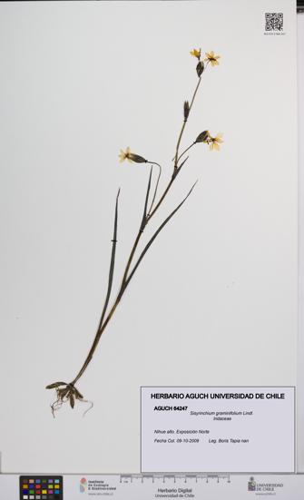 Sisyrinchium graminifolium [Espécimen: UCH:AGUCH:0064247]