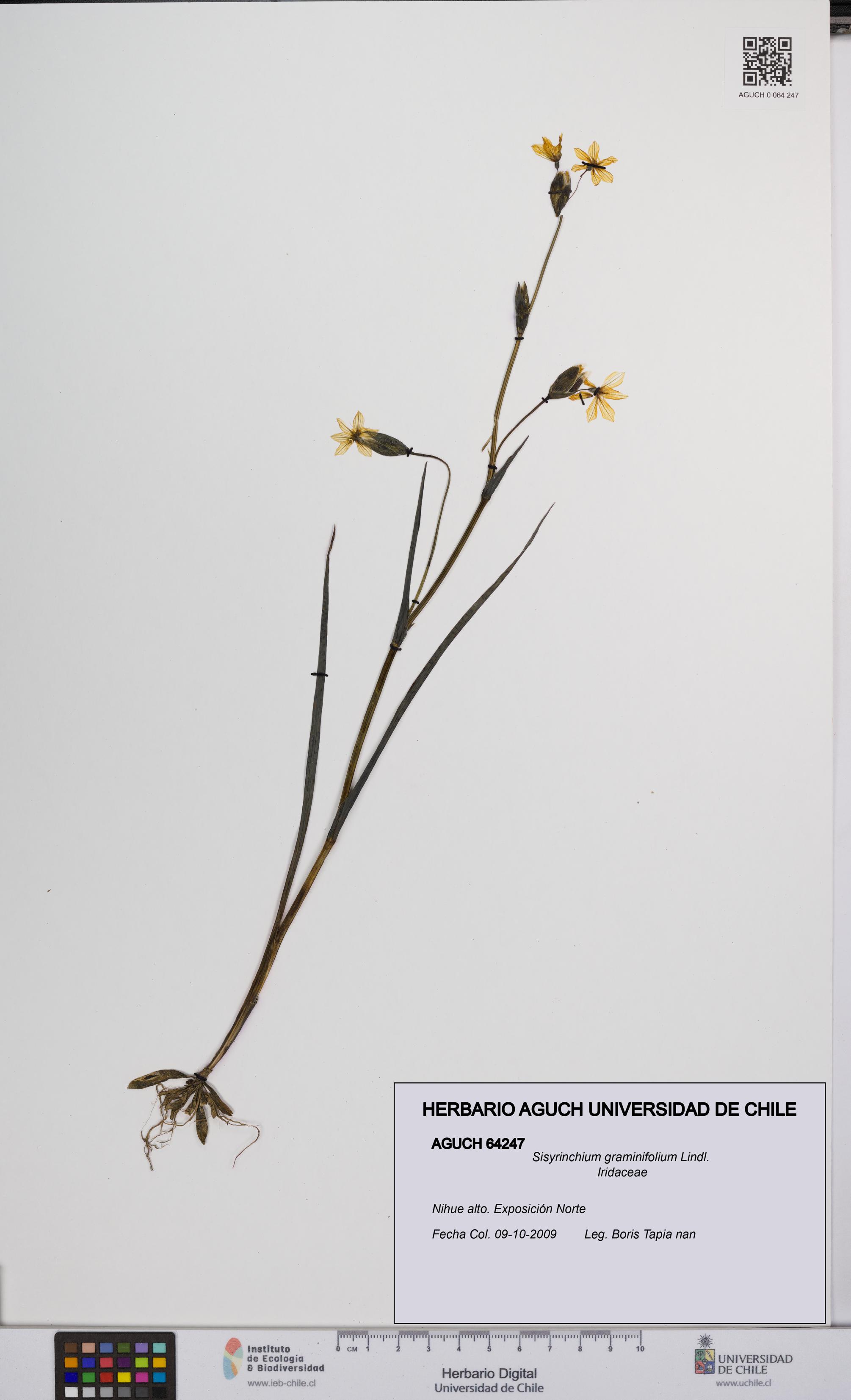 Sisyrinchium graminifolium [Espécimen: UCH:AGUCH:0064247]