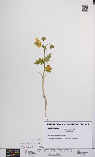 Loasa placei [Espécimen: UCH:AGUCH:0064249]