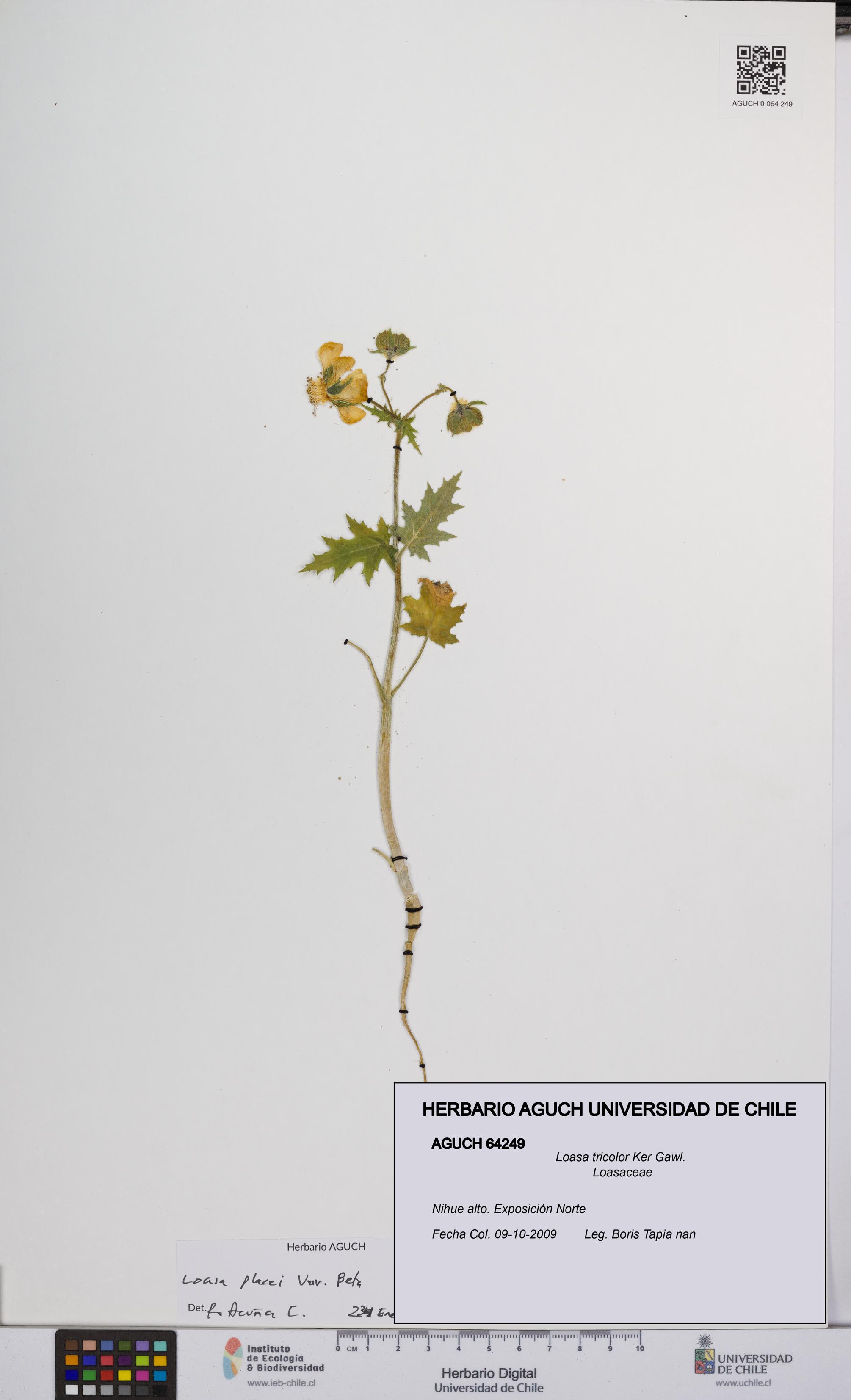 Loasa tricolor [Espécimen: UCH:AGUCH:0064249]