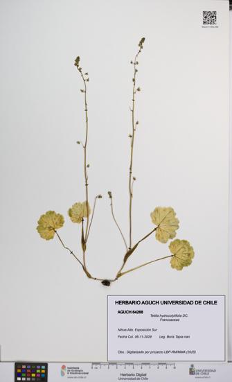 Tetilla hydrocotylifolia [Espécimen: UCH:AGUCH:0064268]