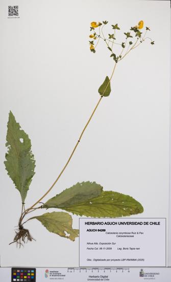 Calceolaria corymbosa [Espécimen: UCH:AGUCH:0064269]