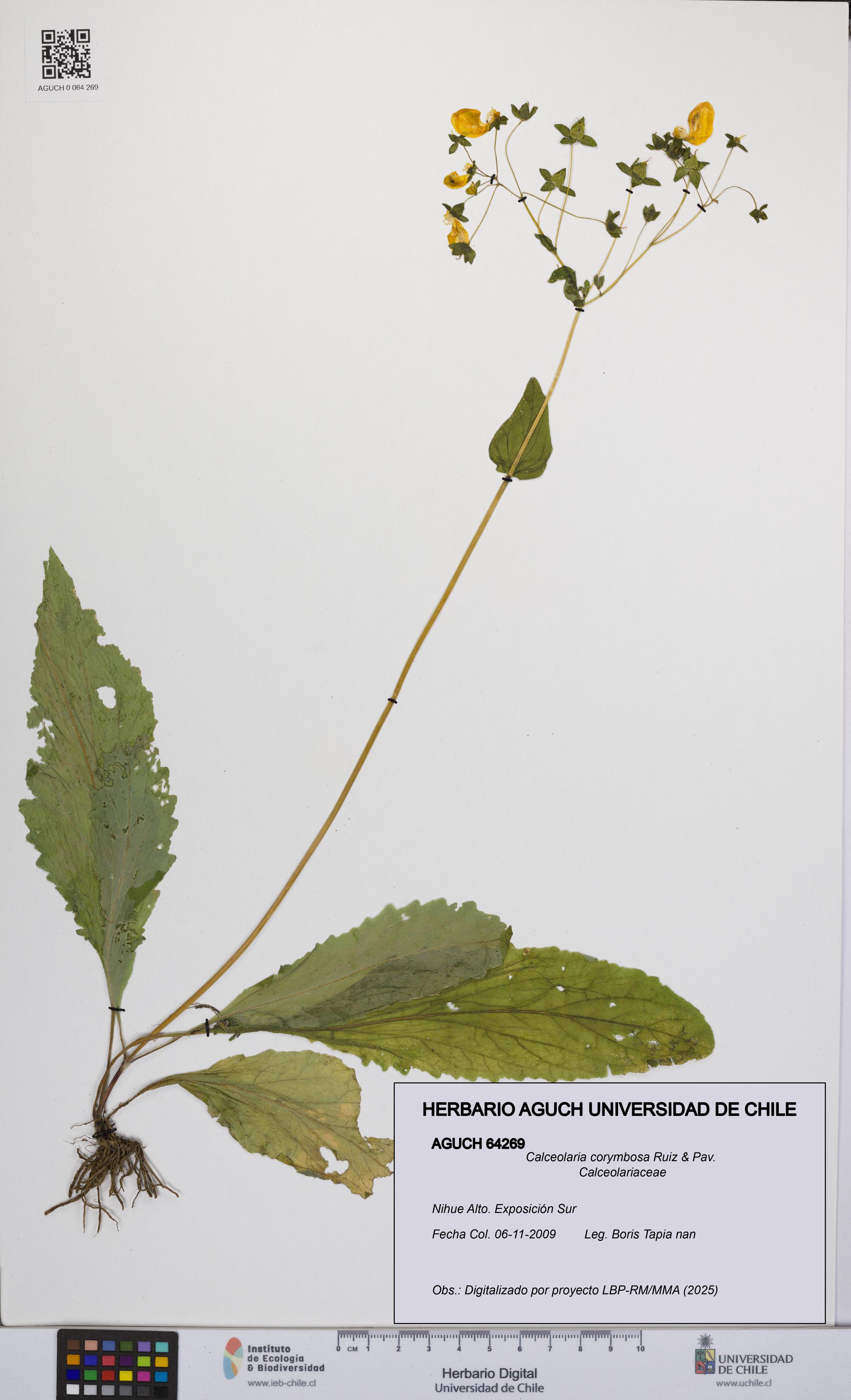 Calceolaria corymbosa [Espécimen: UCH:AGUCH:0064269]